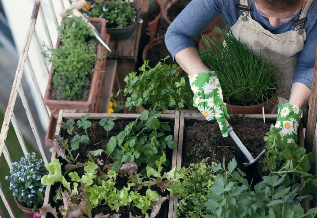 How to Care for Herb Garden: Essential Tips for Thriving Herbs