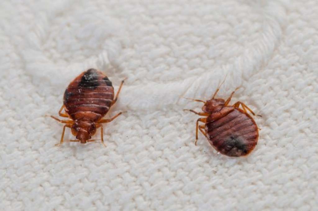 Will dryer sheets keep bedbugs away